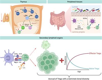 The dark side of Tregs during aging